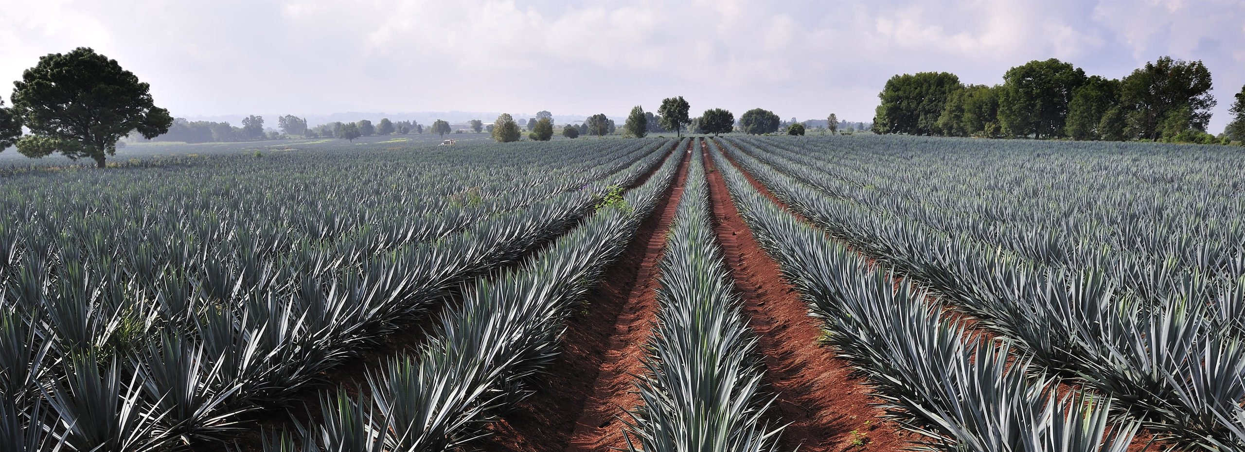 tequila agave odling