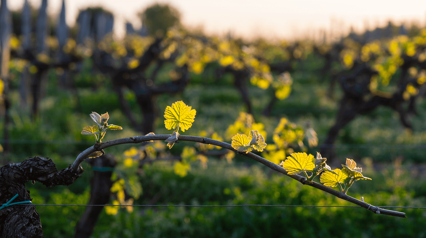 herxheim vin victoria