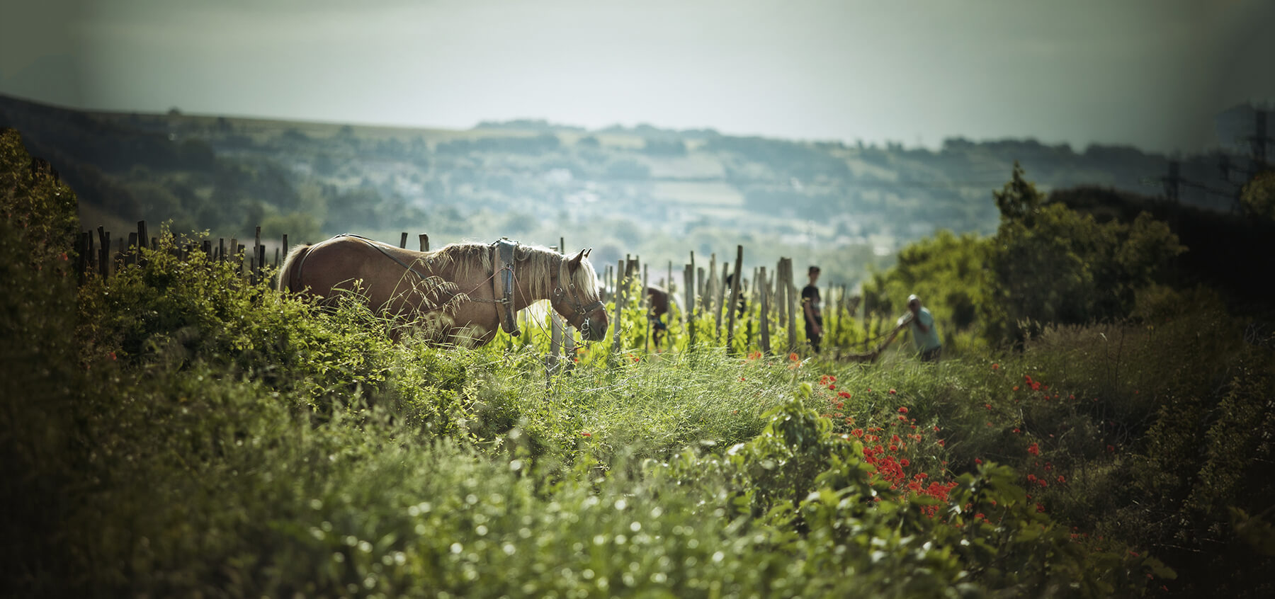 nigab jaboulet vineryard