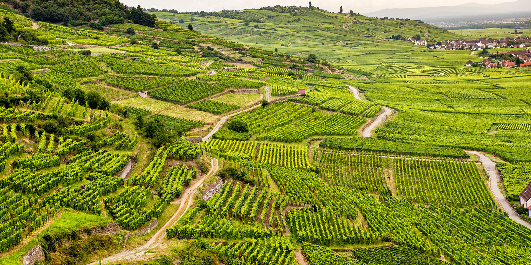 Alsacevin från vindistriktet i Alsace