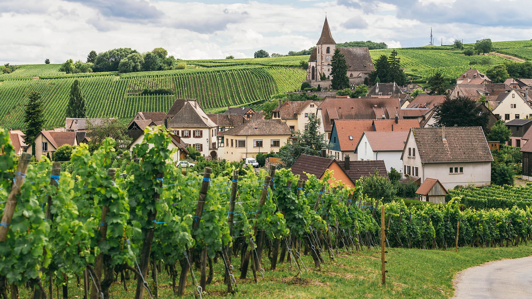 Bourgogne nigab vingård vin
