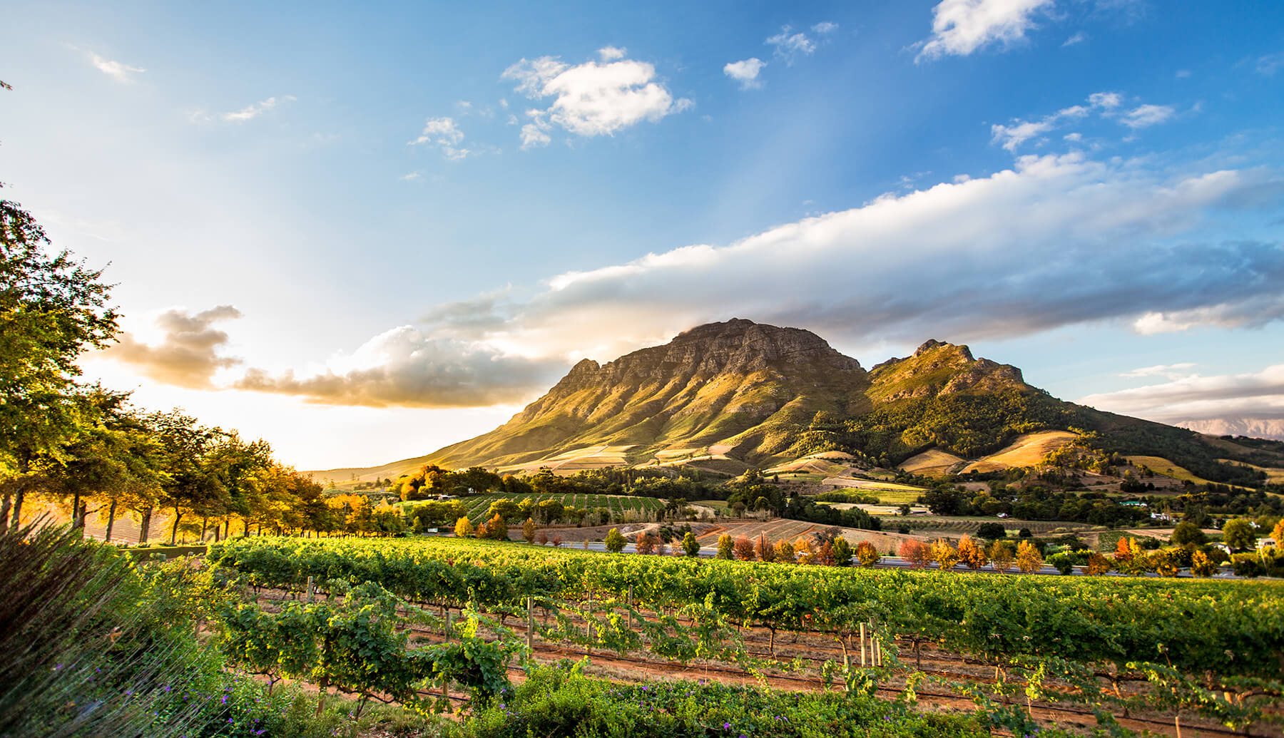 Hartenberg Wine Estate i Stellenbosch, Sydafrika