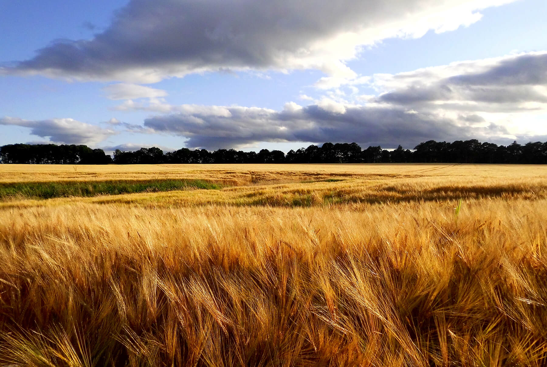sädesfält i skottland för whiskytillverkning