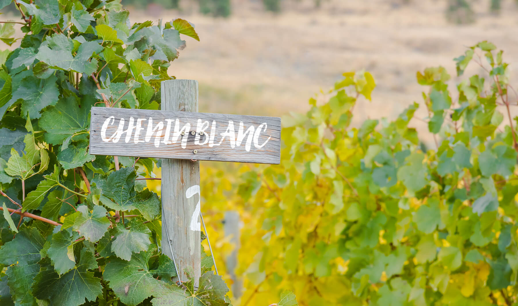 vingård med skylt chenin blanc