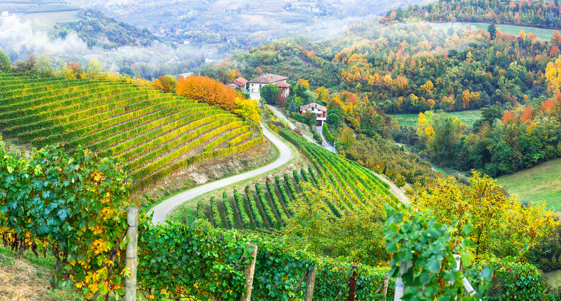 piemonte_vingård_landskap