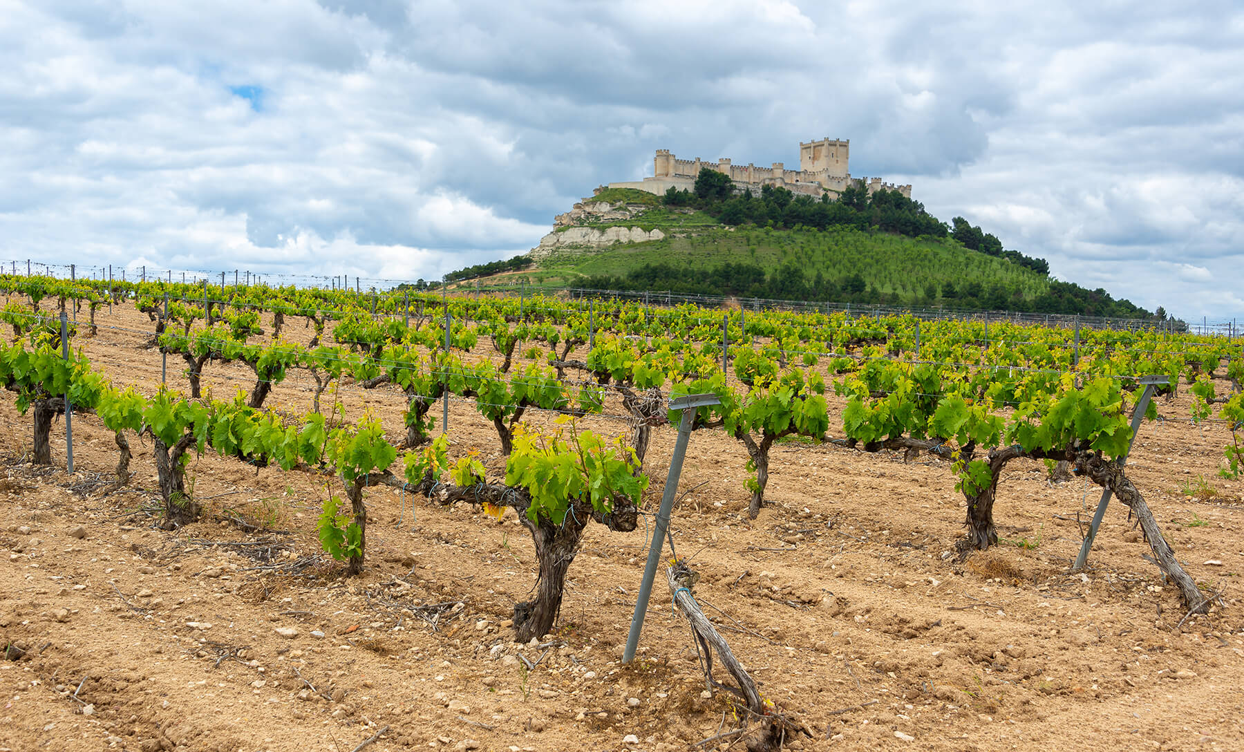 vingård i castilla y leon med slott och vinstockar