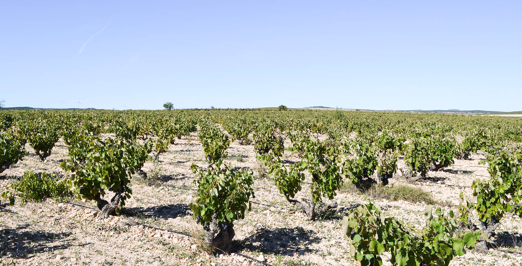 vingård i yecla i södra spanien