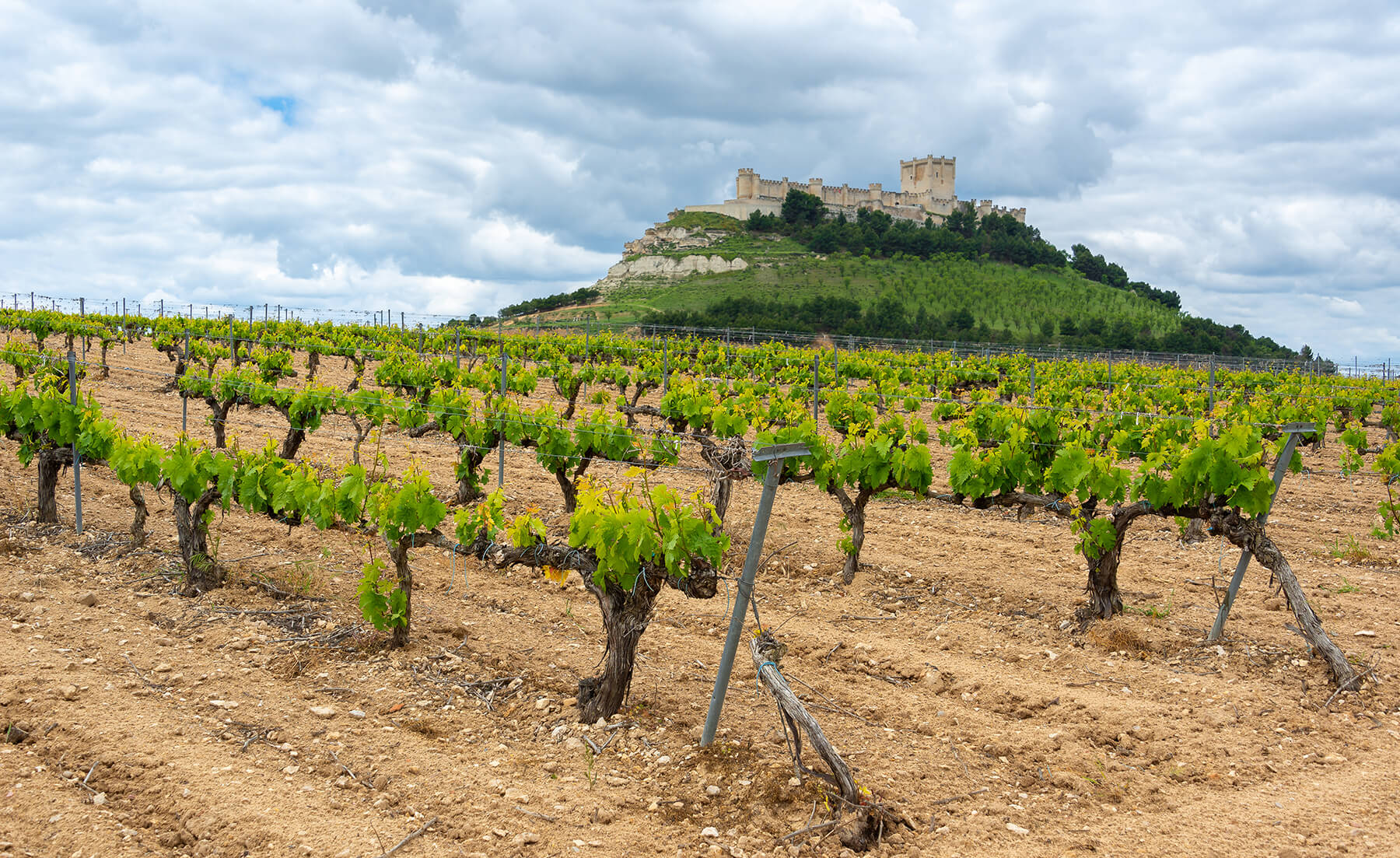 vingård i ribera del duera med Castle of Penafiel