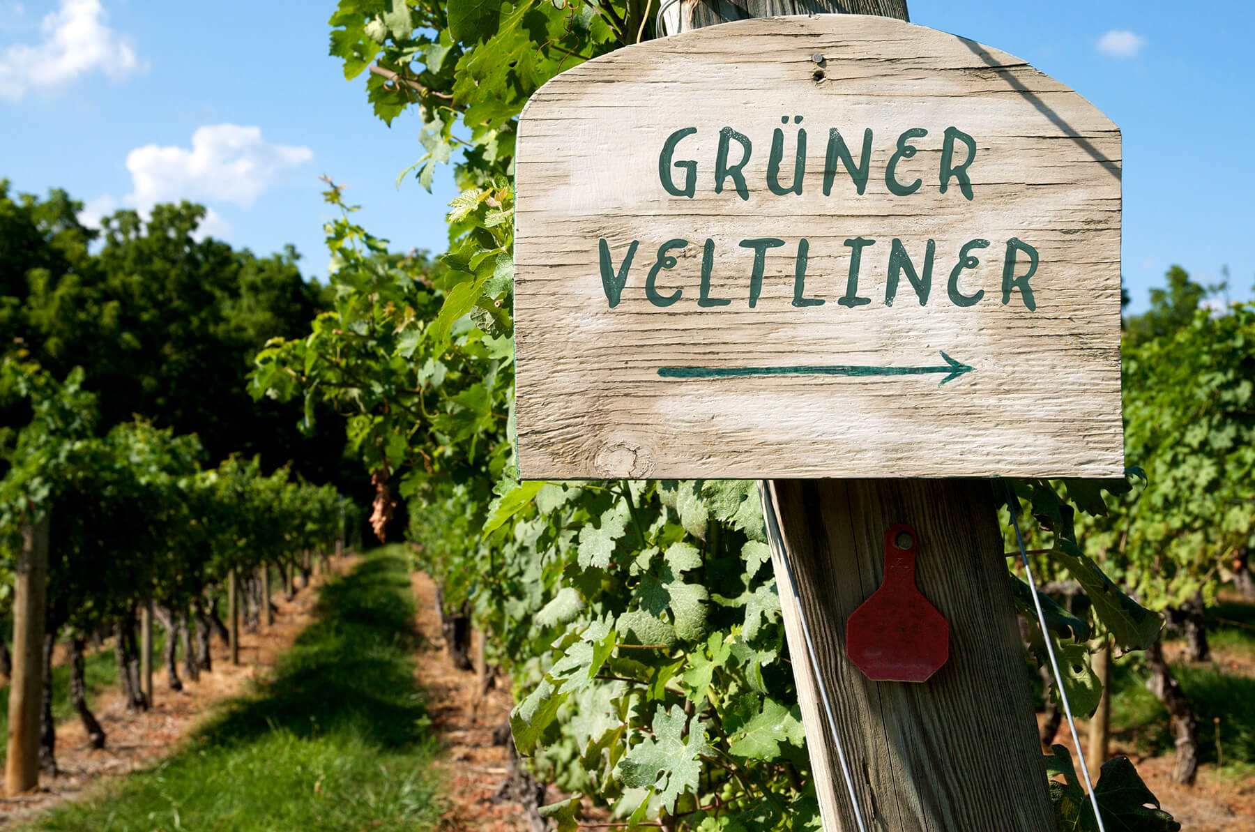gruner veltliner skylt i vingård