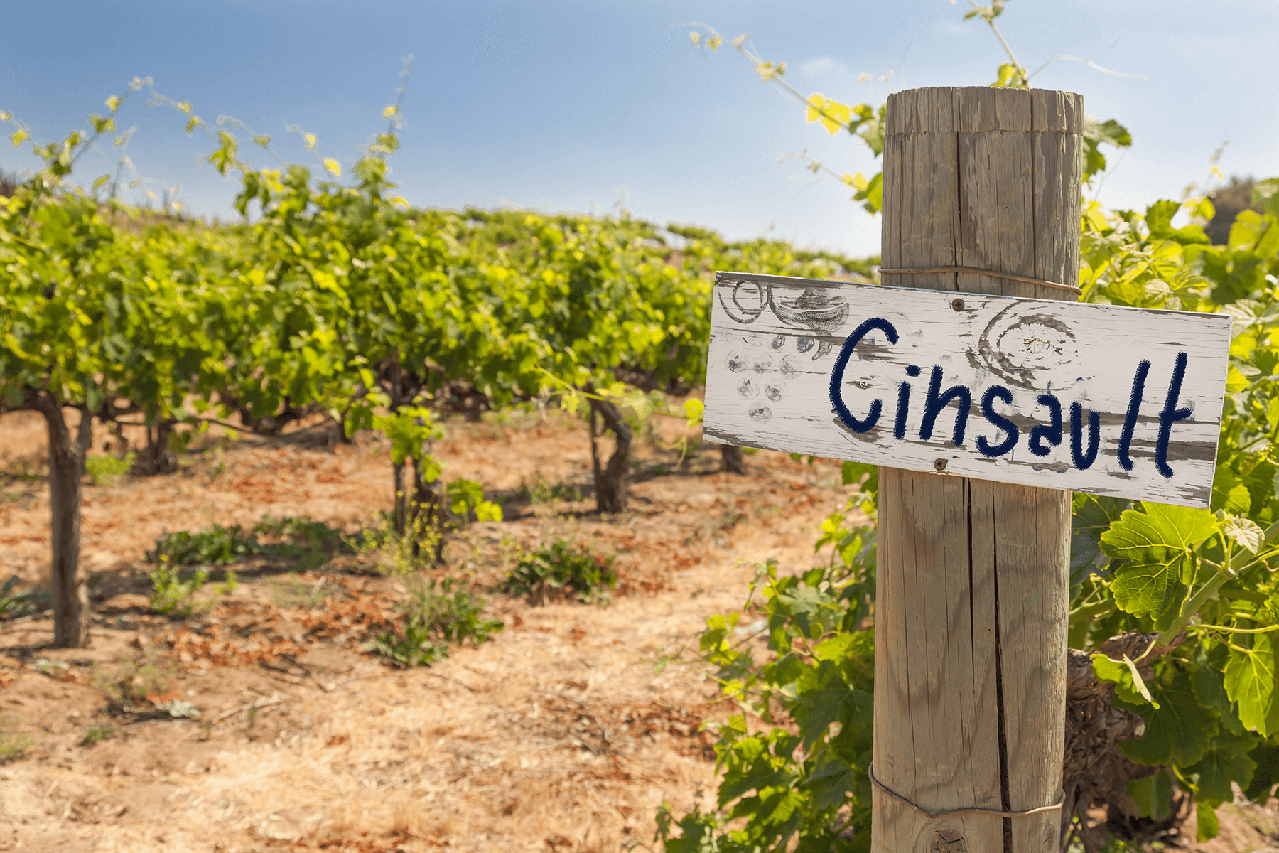 vingård med en skylt med druvan cinsault