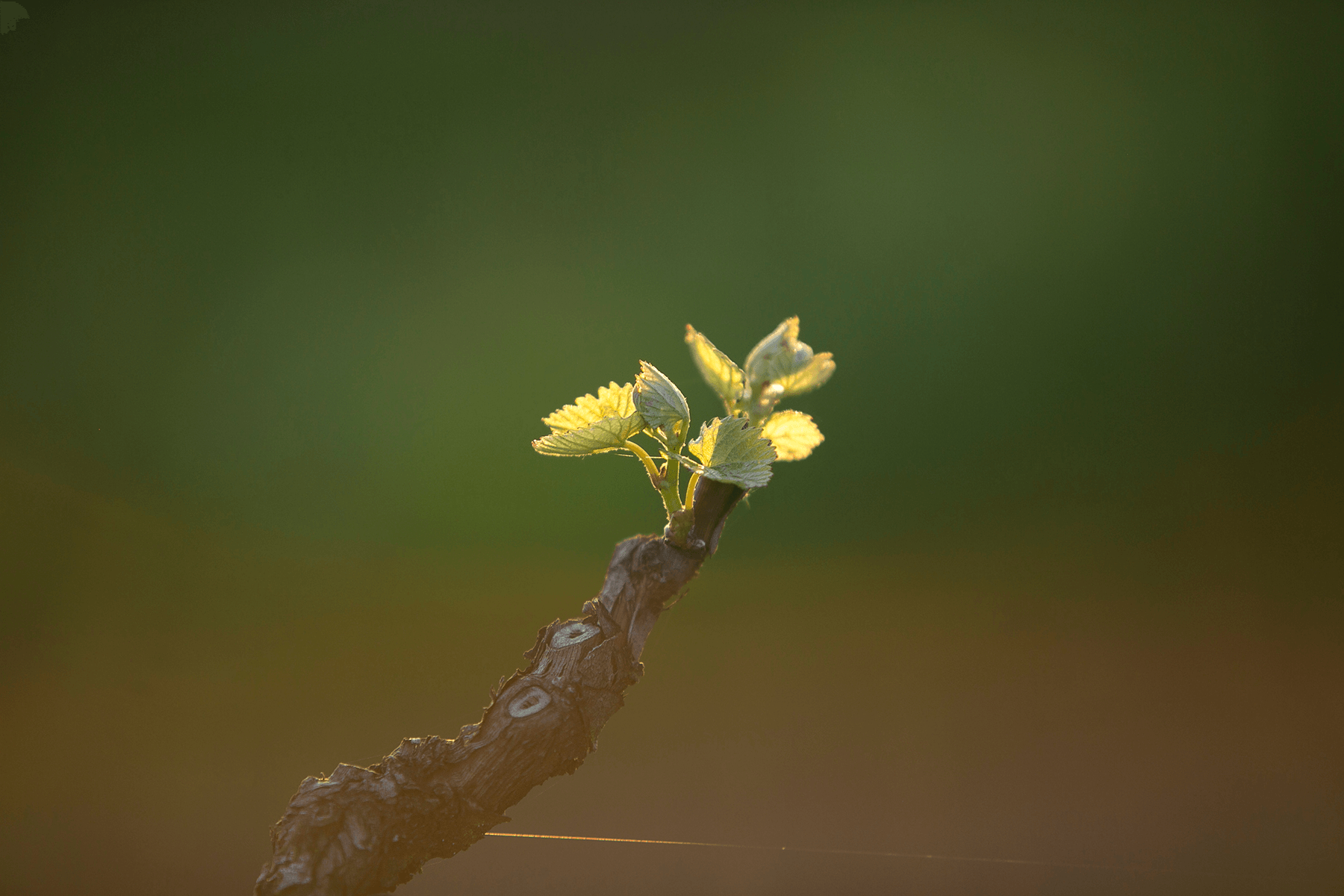 ett vinskott en tidig vår på en vinranka
