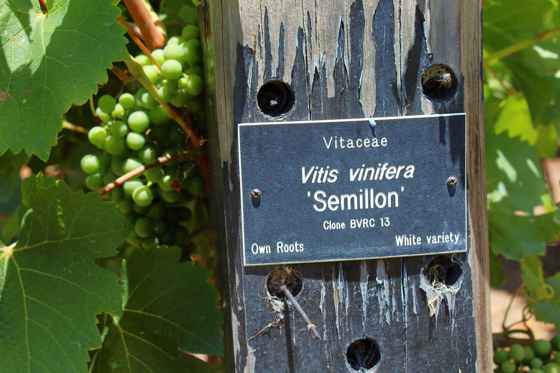 en skylt i en vingård med och av druvan semillon