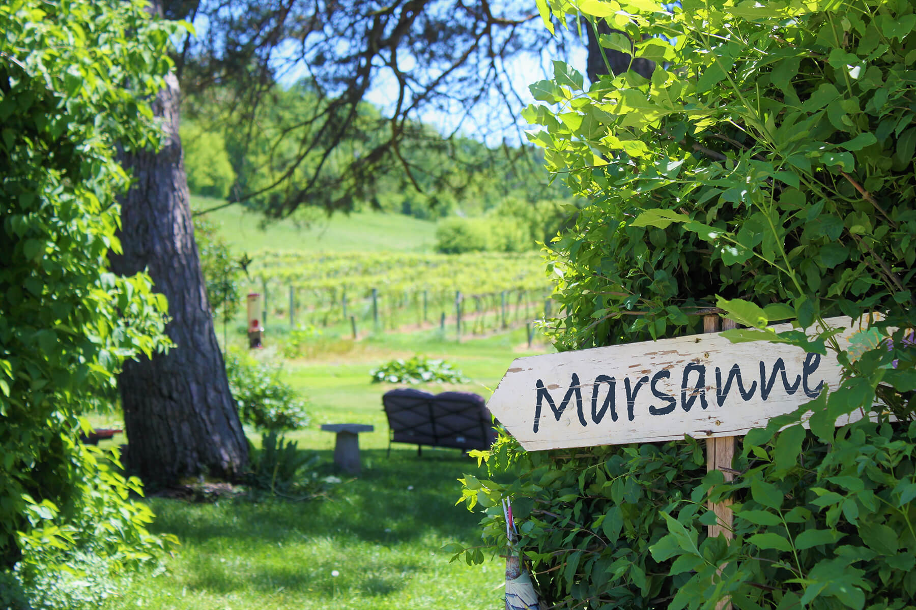 en vingård med druvan marsanne