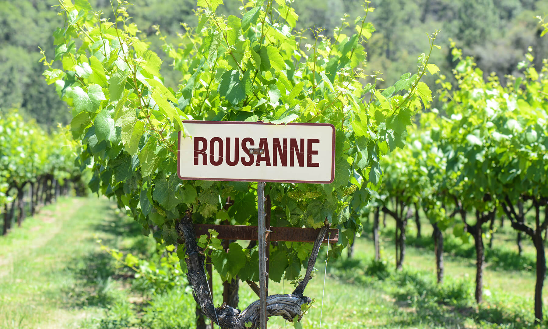 en vingård med en skylt som det står marsanne på