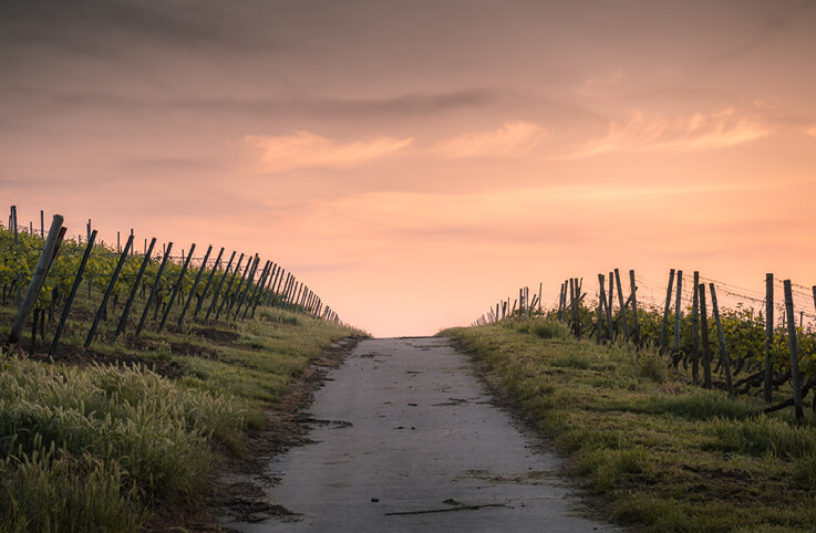 vingård i solnedgång