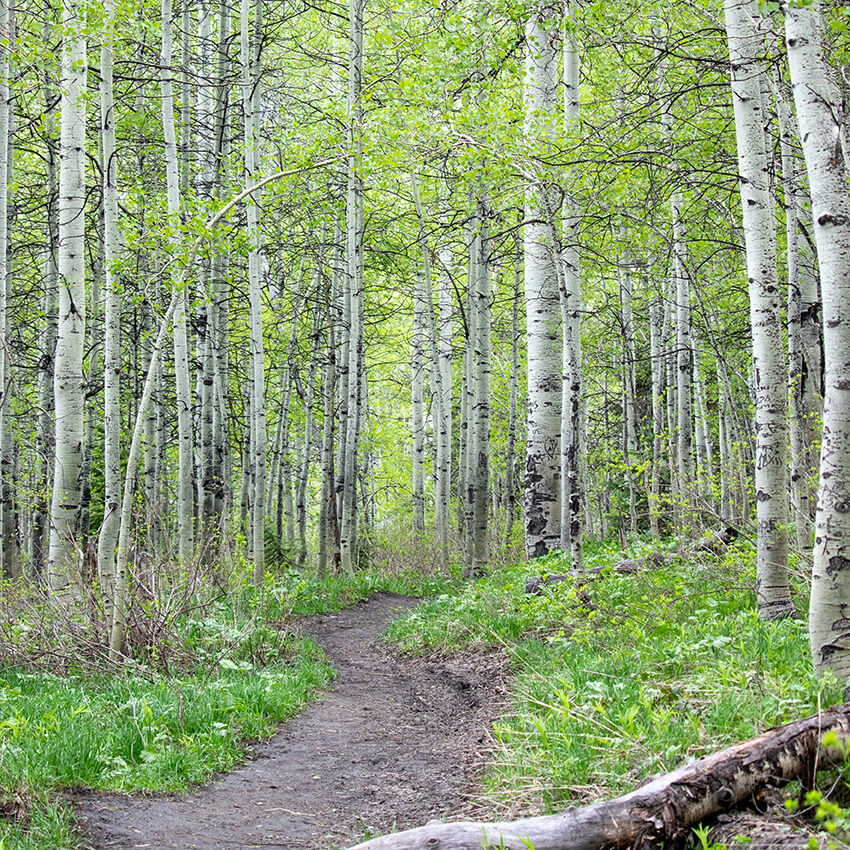 björkskog
