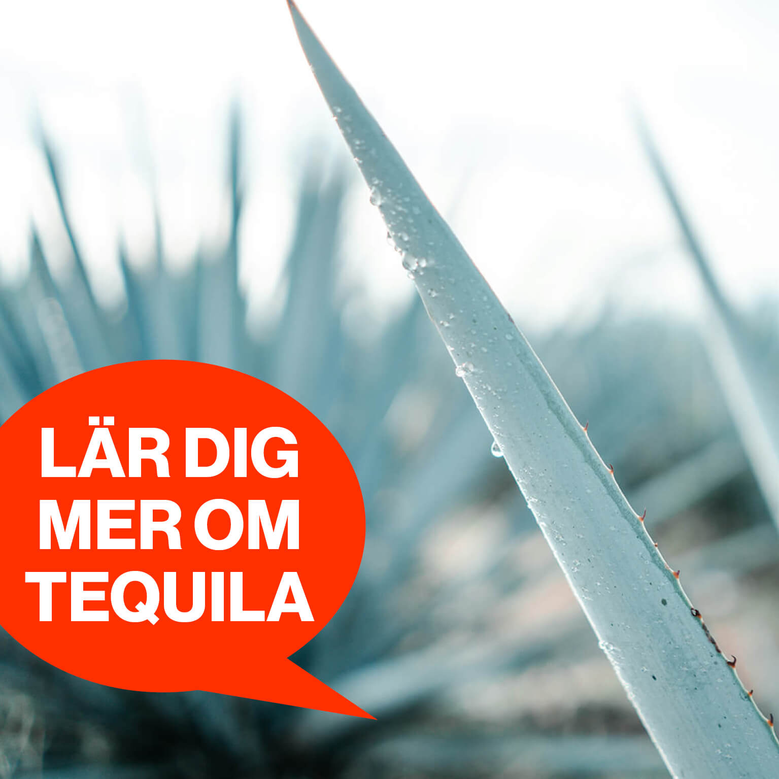 allt du behöver veta om tequila och agave